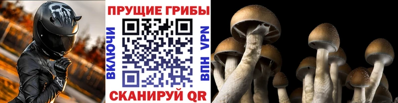 Псилоцибиновые грибы Cubensis  магазин продажи   Туапсе 